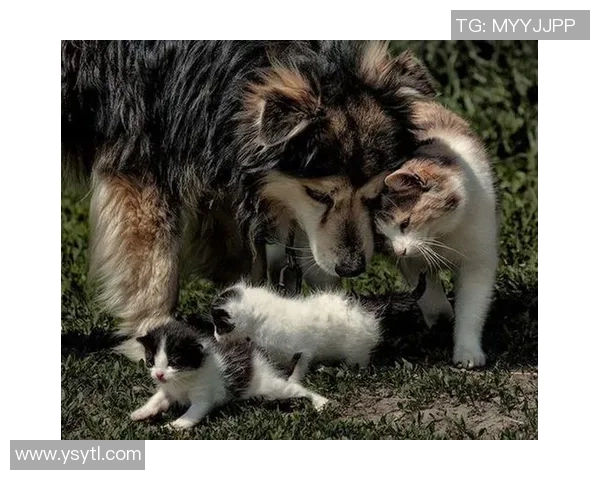 退役足球明星与爱猫的温馨生活揭秘与背后的故事分享